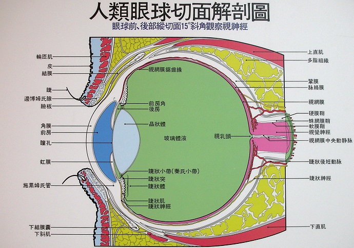 角膜塑型術，能還你好視力？