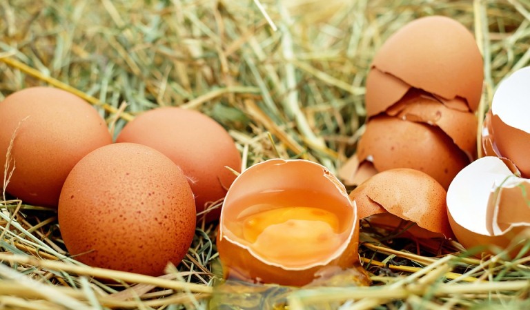 誤食「芬普尼蛋」怎麼辦？５個你最想知道的「毒雞蛋」疑問