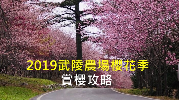 2019武陵農場櫻花季賞櫻攻略：國光櫻花專車，怎麼搶票？賞櫻行程如何規劃？